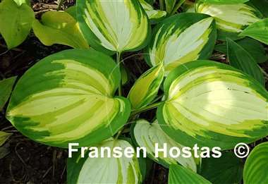 Hosta Heatwave Harmony