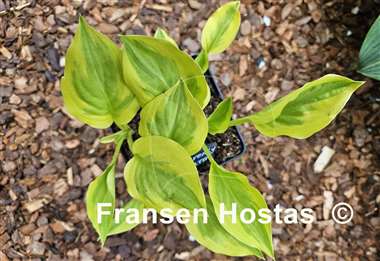 Hosta Heavenly Tiara