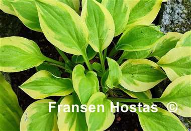 Hosta Heavenly Tiara