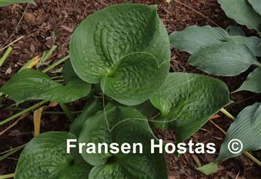 Hosta Heavy Duty