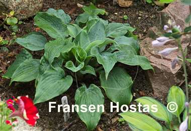 Hosta Her Eyes Were Blue