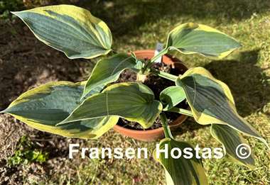 Hosta Hi-Class