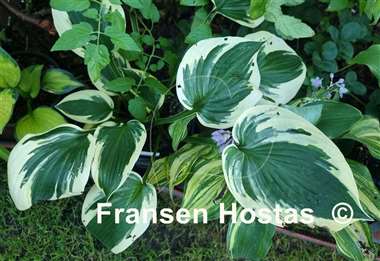 Hosta Hi-Class