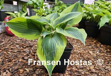 Hosta Hi-Class