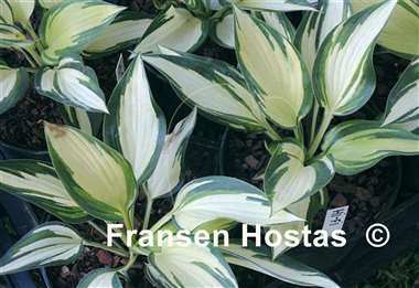 Hosta Hi-Fi