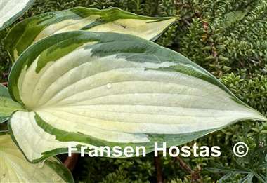 Hosta Hi-Fi