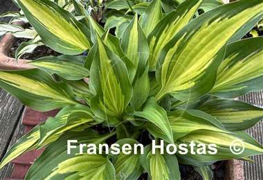 Hosta Hidden Cove