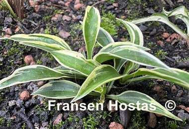 Hosta Hidden Treasure