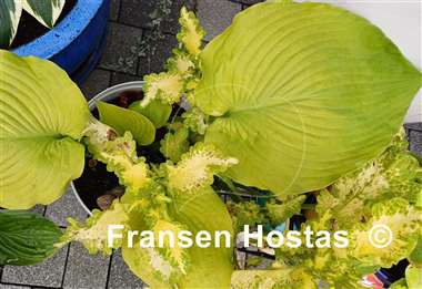 Hosta High Noon