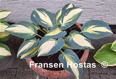 Hosta High Society