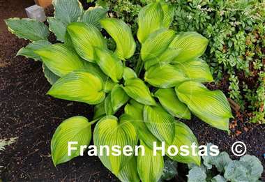 Hosta High Voltage