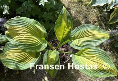 Hosta High Voltage