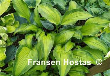 Hosta High Voltage