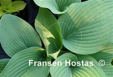 Hosta Hillbilly Blues