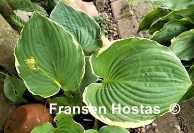 Hosta Hippodrome