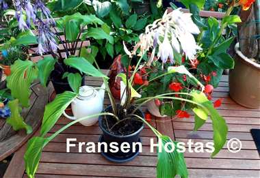 Hosta Hirao Grande