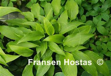 Hosta Hirao Grande
