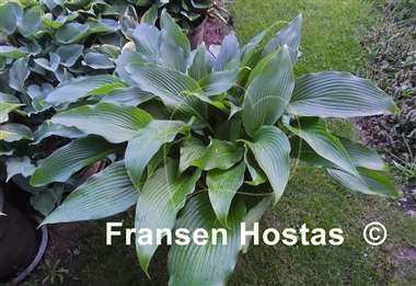 Hosta Hirao Grande