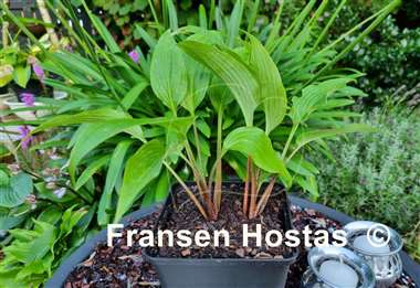 Hosta Hirao Grande