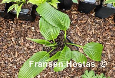 Hosta Hirao Grande