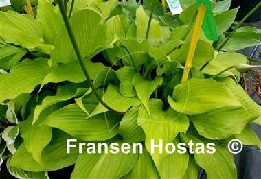 Hosta Hirao Majesty