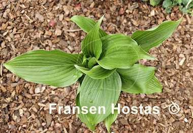 Hosta Hirao Majesty