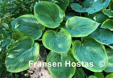 Hosta His Honor