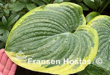 Hosta His Honor