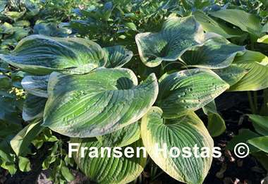Hosta His Honor