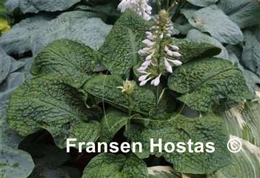 Hosta Hogwarts