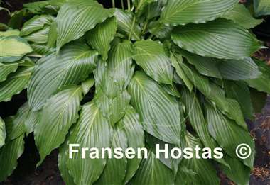 Hosta Hokkaido