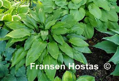 Hosta Hokkaido