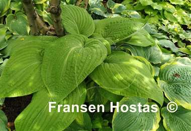 Hosta Holar Arches Park