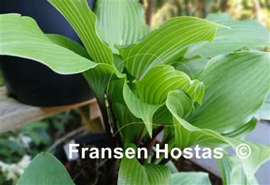 Hosta Holar Black Swan