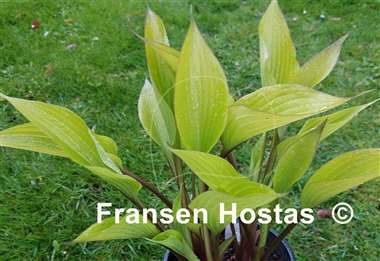 Hosta Holar Early Days