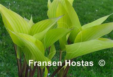 Hosta Holar Early Days