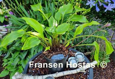 Hosta Holar Early Days