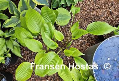 Hosta Holar Early Days