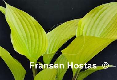 Hosta Holar Early Days