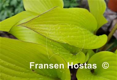 Hosta Holar Early Days