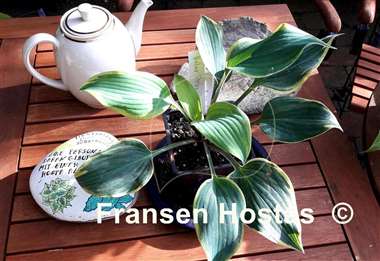 Hosta Holar Fiery Sky