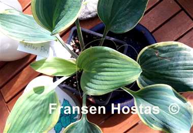 Hosta Holar Fiery Sky