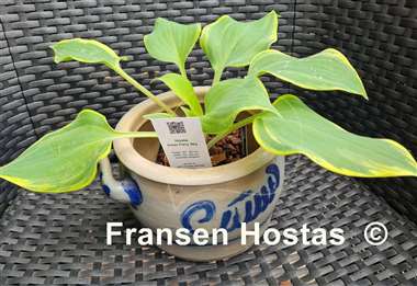 Hosta Holar Fiery Sky
