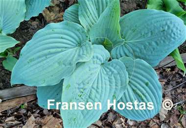 Hosta Holar Flying Saucer