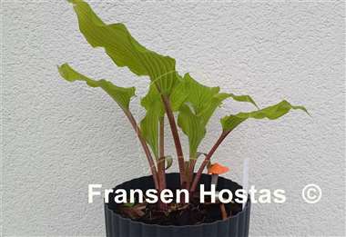 Hosta Holar Garnet Crow