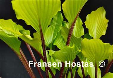 Hosta Holar Garnet Crow
