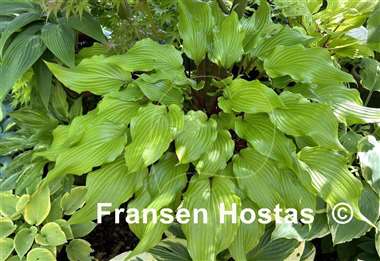 Hosta Holar Garnet Crow
