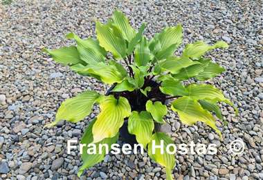 Hosta Holar Garnet Crow