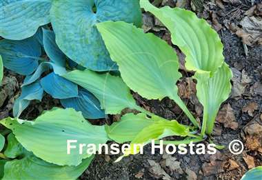 Hosta Holar High Waves