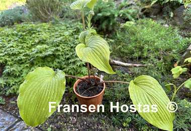 Hosta Holar Mystic Girl